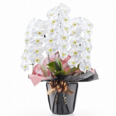 Phalaenopsis white 3 plants (more than 33 flowers)