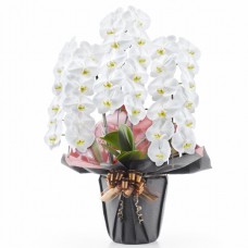 Phalaenopsis white 3 plants (more than 36 flowers)