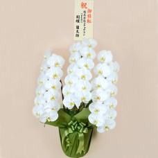 Phalaenopsis white 3-piece (more than 36 flowers) wooden tag limited set