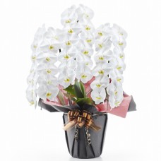 Phalaenopsis white 3 plants (more than 39 flowers)