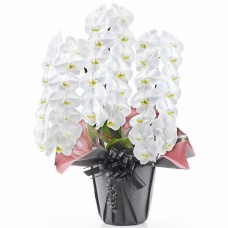 Phalaenopsis white 3 plants (42 flowers or more)