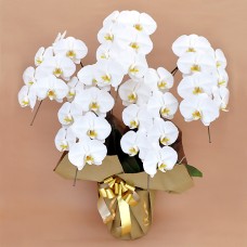 Phalaenopsis white 5 plants (more than 35 flowers)