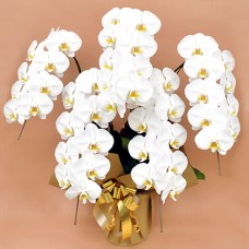 Phalaenopsis white 5 plants (45 flowers or more)