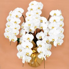 Phalaenopsis white 5 plants (more than 55 flowers)