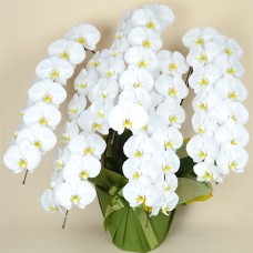 Phalaenopsis white 5 plants (more than 65 flowers)