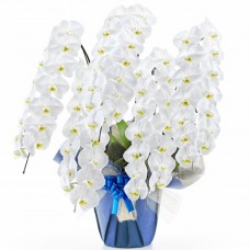 Phalaenopsis white 5 plants (more than 70 flowers)