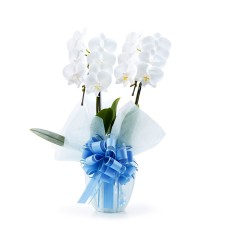Midi Phalaenopsis White 2 plants (14 or more flowers)