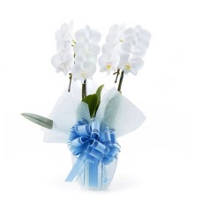 Midi Phalaenopsis White 2 plants (18 flowers or more)
