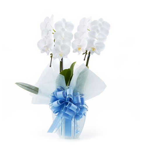 Midi Phalaenopsis White 2 plants (18 flowers or more)