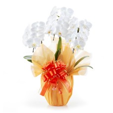 Midi Phalaenopsis Orchid White 3 (21 or more)