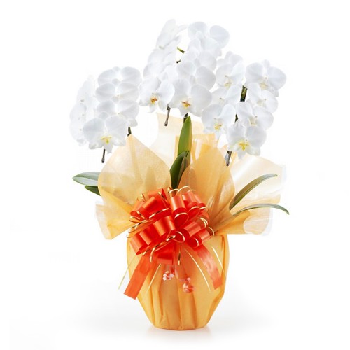 Midi Phalaenopsis Orchid White 3 (21 or more)