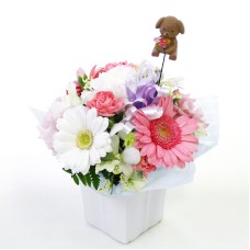 Pet offering arrangement
Petit (petit) with dog pick