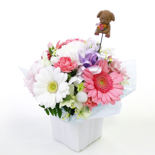 Pet offering arrangement
Petit (petit) with dog pick