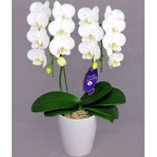 Super Amabilis 2 stand