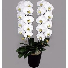 Phalaenopsis Orchid White Rocky Double