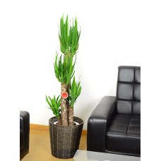 Yucca 8 cm