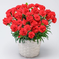 Carnation bowl, Miamore
