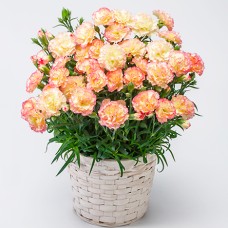 Carnation bowl / Panache