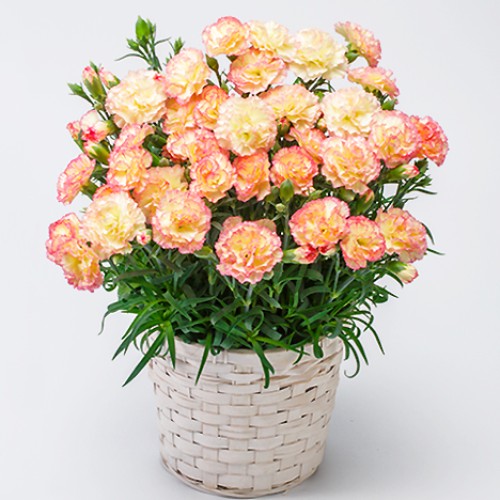 Carnation bowl / Panache