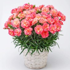 Carnation bowl, éclair