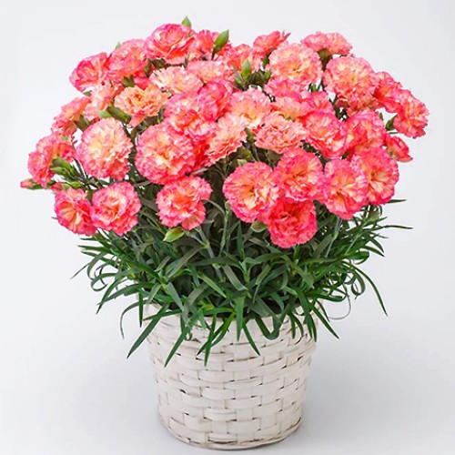Carnation bowl, éclair