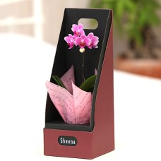 Micro Phalaenopsis orchid box included