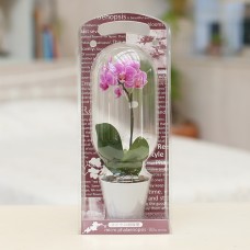 Micro Phalaenopsis Capsules