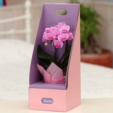 Table phalaenopsis No. 3 2 stand