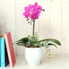Midi Phalaenopsis Orchid