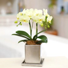 curly chrome pot