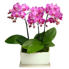 Midi Phalaenopsis Parteno pot