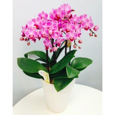 Midi Phalaenopsis No. 6 5-piece stand