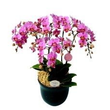 Midi Phalaenopsis Orchid No. 7 5 Stands