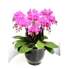 Midi Phalaenopsis No. 8 7 plants