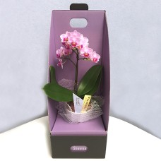 Table Phalaenopsis No. 3 single stand