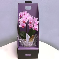 Table Phalaenopsis No. 3 2-stand