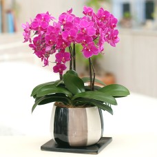Midi Phalaenopsis Monotoriko pot