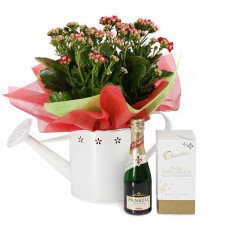 Kalanchoe And Bubbles