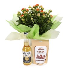 Kalanchoe And Beer