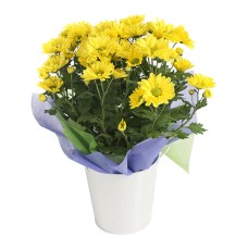 Chrysanthemum Plant Gift