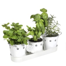 Kitchen Table Herb Trio