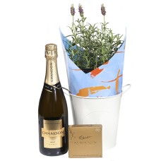 Fragrant Lavender
