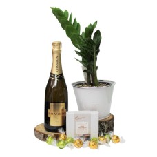 Chandon And Zanzibar Plant Gift