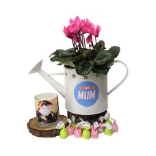 Mum's Cyclamen Daze