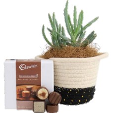 Succulent & Chocolate Truffles