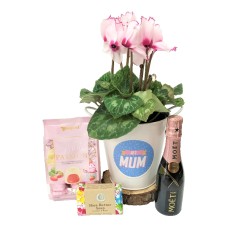 Cyclamen Moet Rose Plant Gift