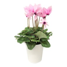 Cyclamen Plant Gift