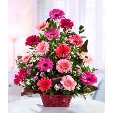 Pink Daisies