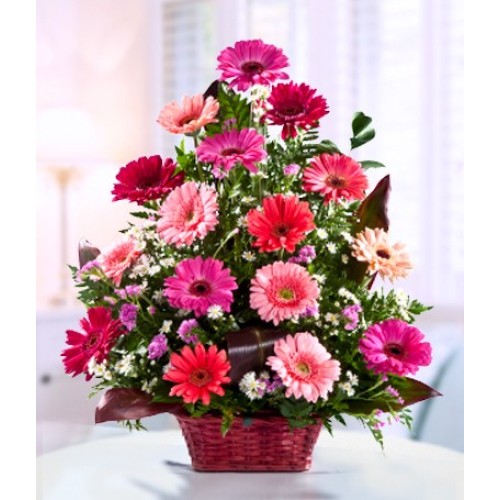 Pink Daisies