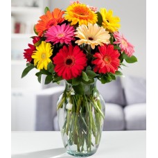 Gerbera Daisies